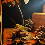 7 Garden / Quarto em Acomodações Particulares Kumluca