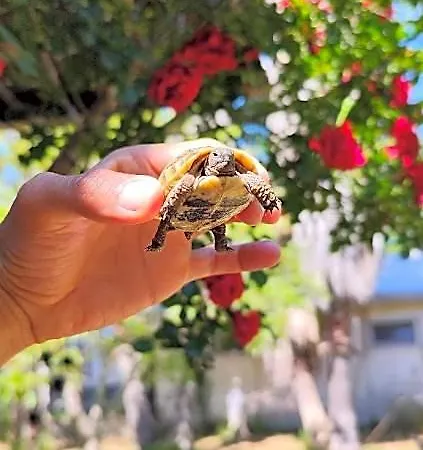 Δωμάτια σε οικογενειακή κατοικία 7 Garden /